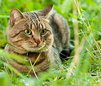 Chat dans l'herbe