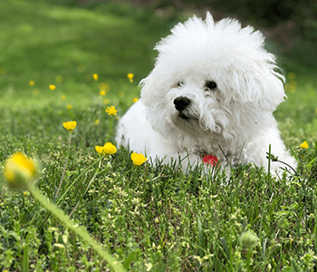 bichon fris&eacute;