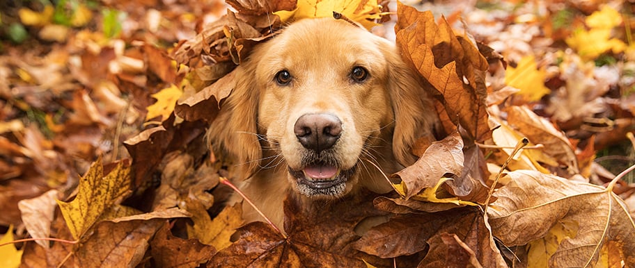 chien qui joue dans les feuilles