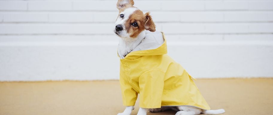 manteau pour chien utile ou pas