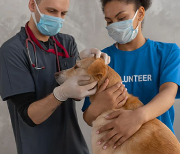 Urgence v&eacute;t&eacute;rinaire