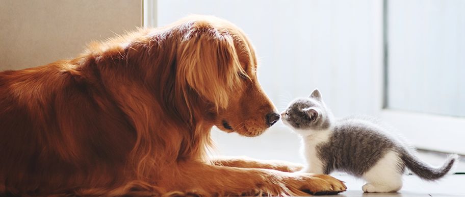 Assurance chien et chat : le bon réflexe pour protéger votre animal