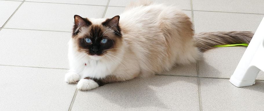 Chat Ragdoll Rencontre Avec Un Geant Au Cœur Tendre