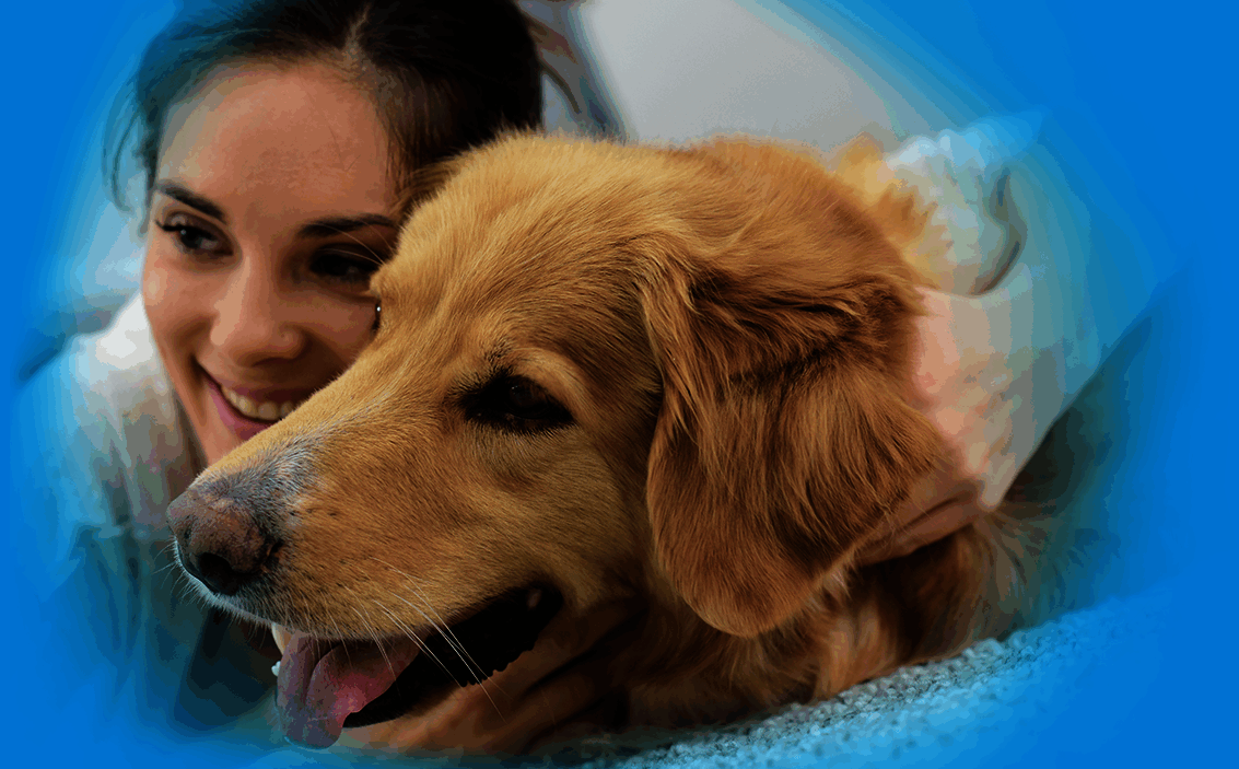 Assurance Sante Chien Carrefour Assurance