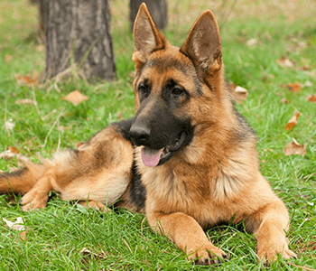 berger allemand