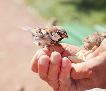Pain pour oiseaux