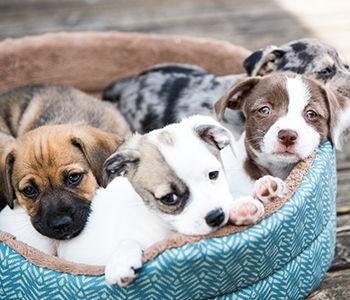 Panier chiots