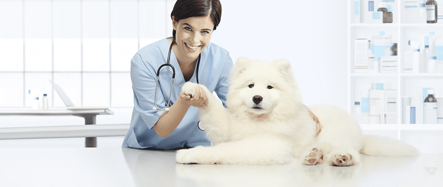 Pyodermite Du Chien Causes Symptomes Et Traitement