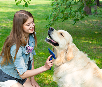 Jeune fille brosse son chien
