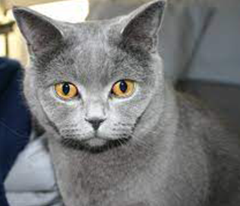 chat British shorthair