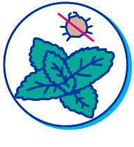 Picto citronnelle
