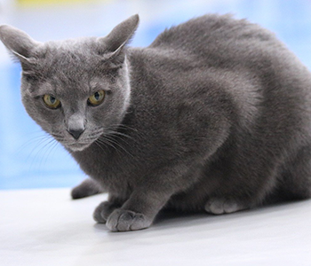 chat bleu russe