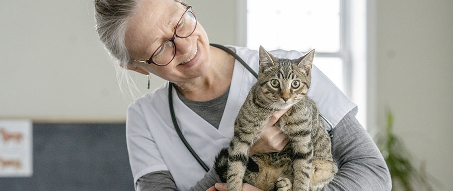 gestes premiers secours animaux