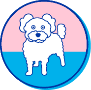 Picto bichon maltais
