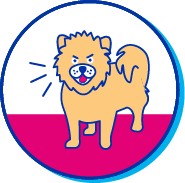 Picto  Spitz allemand