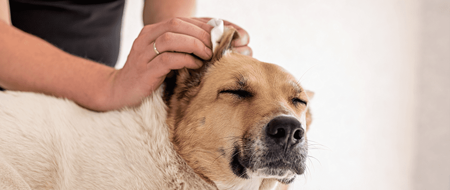 Mon chien se gratte l'oreille et secoue la tête : QUE FAIRE ?