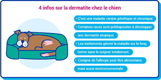 Chien dermatite