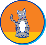 Picto American shorthair