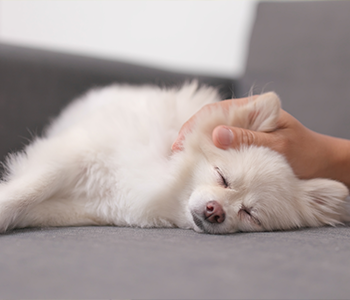 Massage t&ecirc;te chien