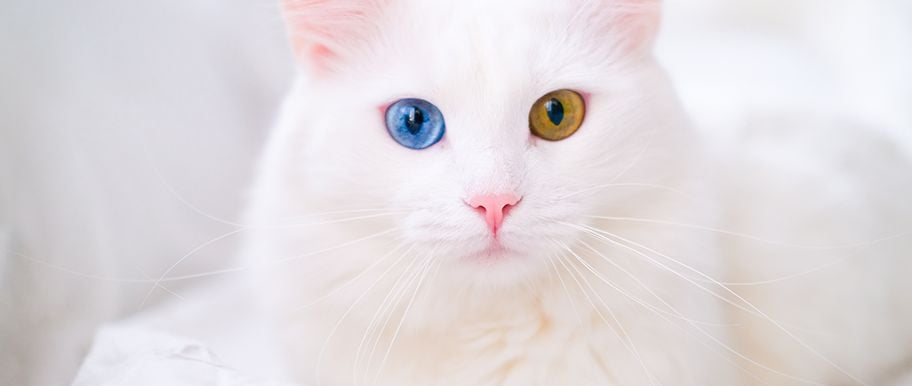 Chat Albinos Quels Sont Les Symptomes Et Comment L Aider