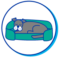 Picto chien ag&eacute;