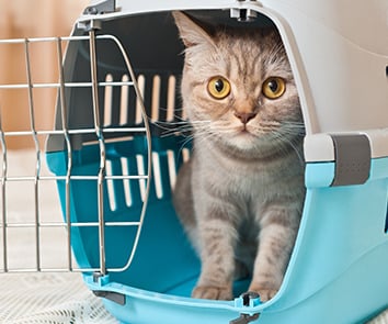 Cage de transport à chat