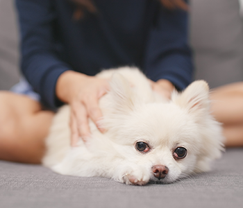 Chien massage
