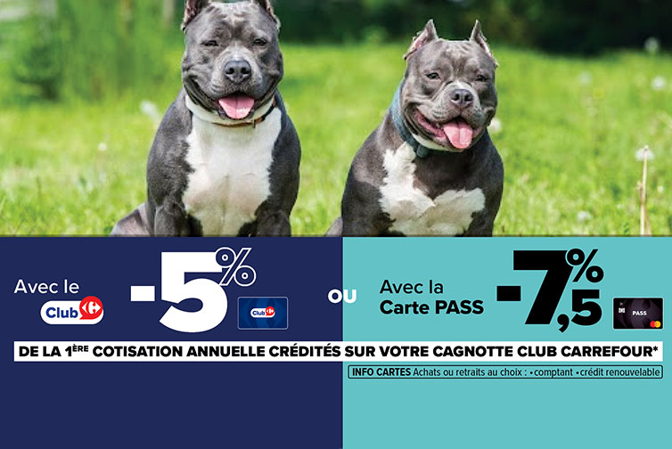 Assurance chien catégorie 1