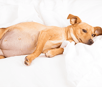 Chienne enceinte fatigu&eacute;e