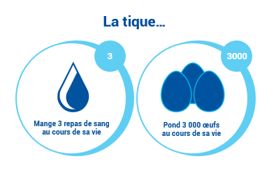 Tique