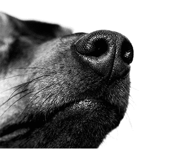 Truffe du chien