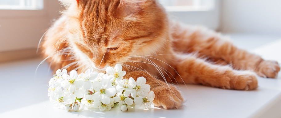 chat sent des fleurs