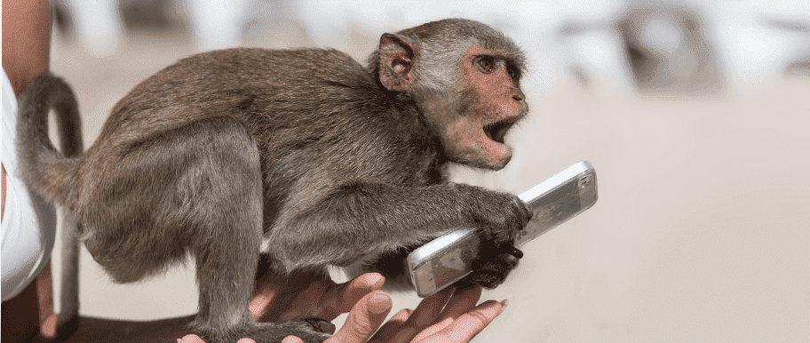 chimpanzé avec un smartphone dans les mains