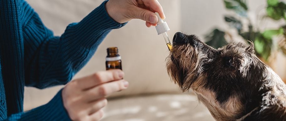 Les bienfaits de l'huile de coco sur la santé de votre chien