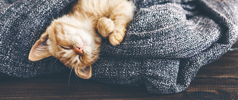 chaton allongé sur une couverture