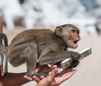 Singe avec smartphone