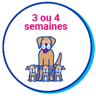 Picto chienne chiots