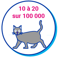 Picto chat chiffres