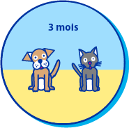 Picto chiot chat 3 mois