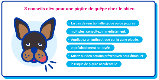 piqure chien
