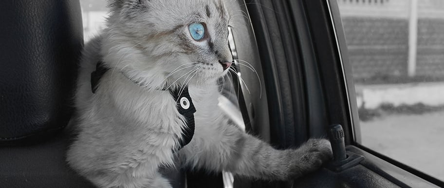 Chat en voiture