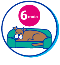 Picto chien 6 mois