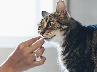 chat albinos yeux rouges