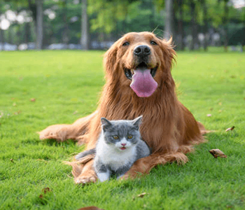 Chien qui tire la langue