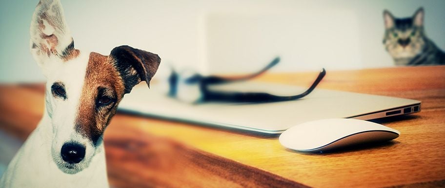 FAQ : toutes vos questions sur l'assurance santé chien chat