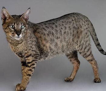 Savannah