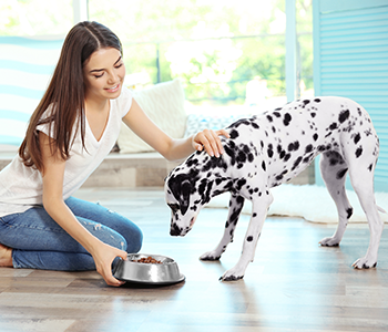 Accompagner son chien