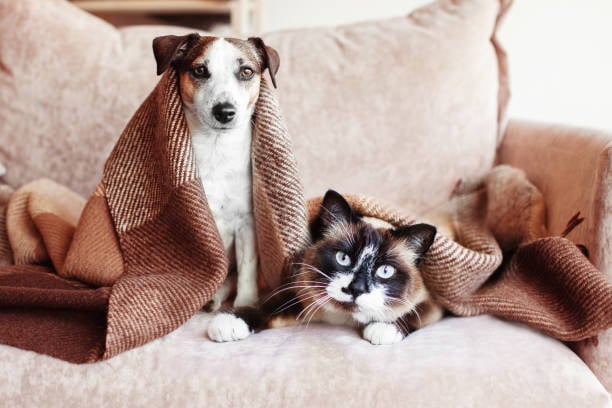 Chien et chat sous la couette