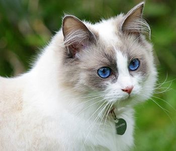 Ragdoll