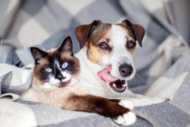 Chien et chat content